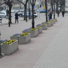 Wykonanie nasadzeń w centrum miasta - wiosna 2012