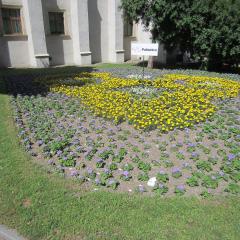 Żeniszek, aksamitki i begonie upiększają Park im. Juliusza Słowackiego